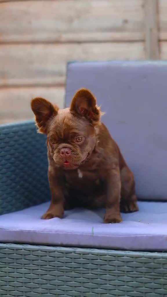 French Bulldog dogs for sale: 2 chocolate boys  - Video 1