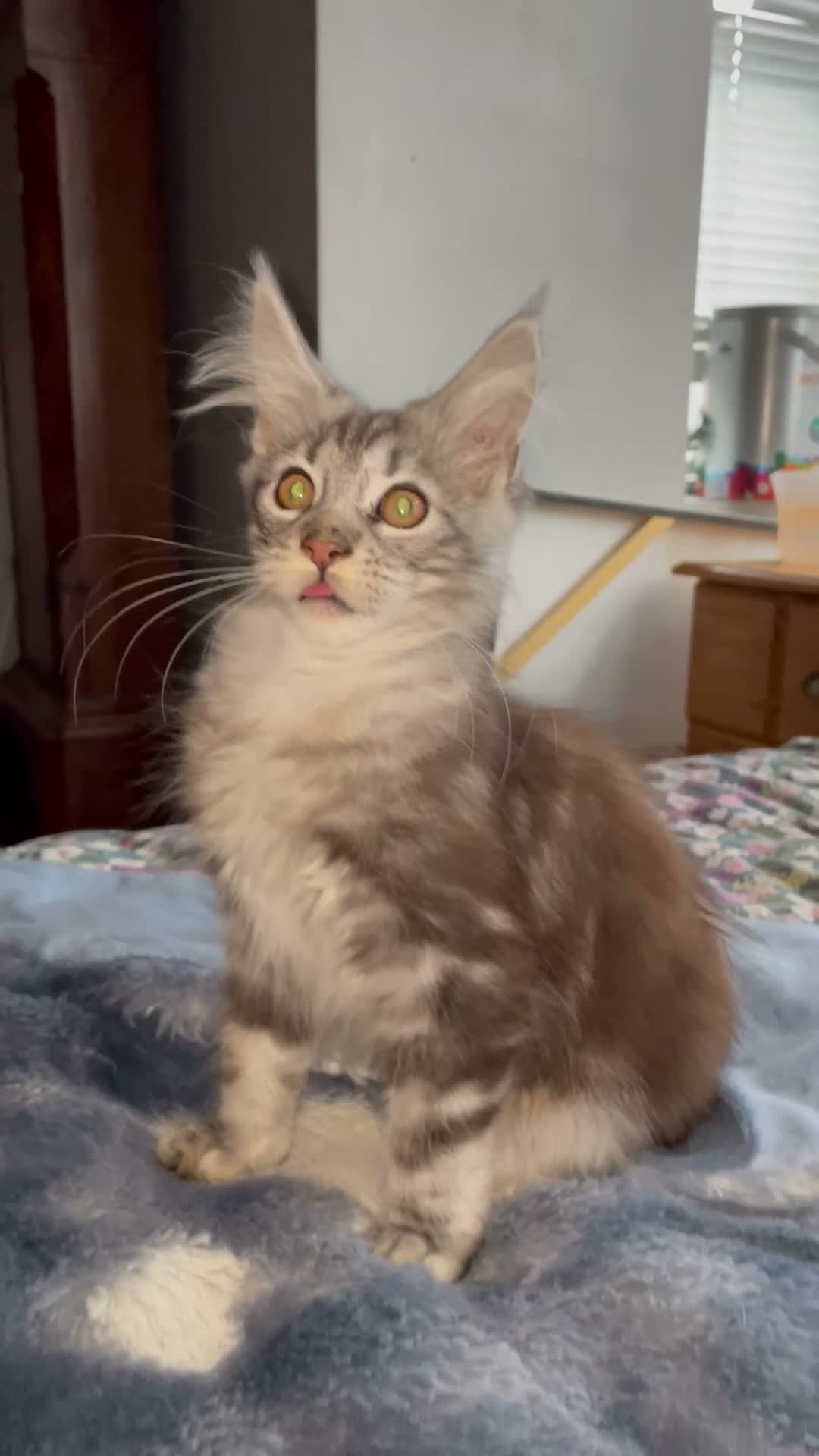 Maine Coon cats for sale: Maincoon in Ammanford - Video 1