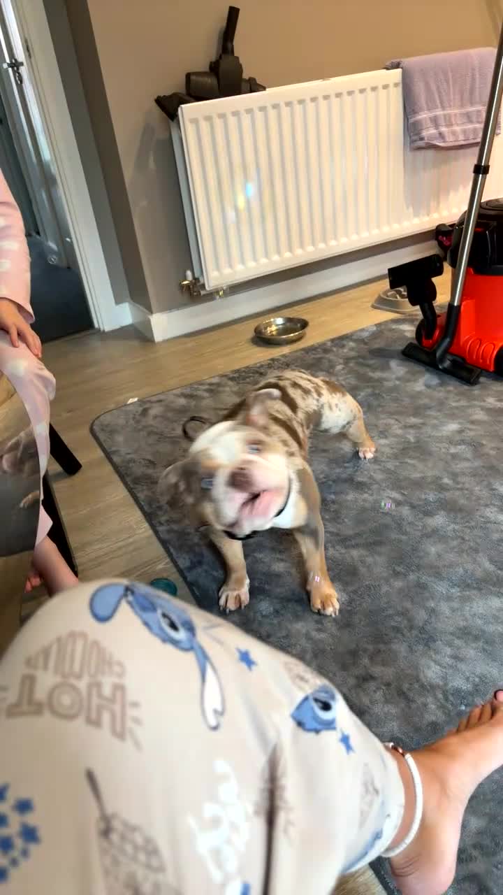 English Bulldog dogs for sale: English bulldog  - Video 1