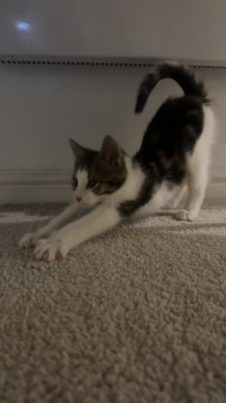 British Shorthair cats for sale: Male kitten (4 months old)  - Video 2