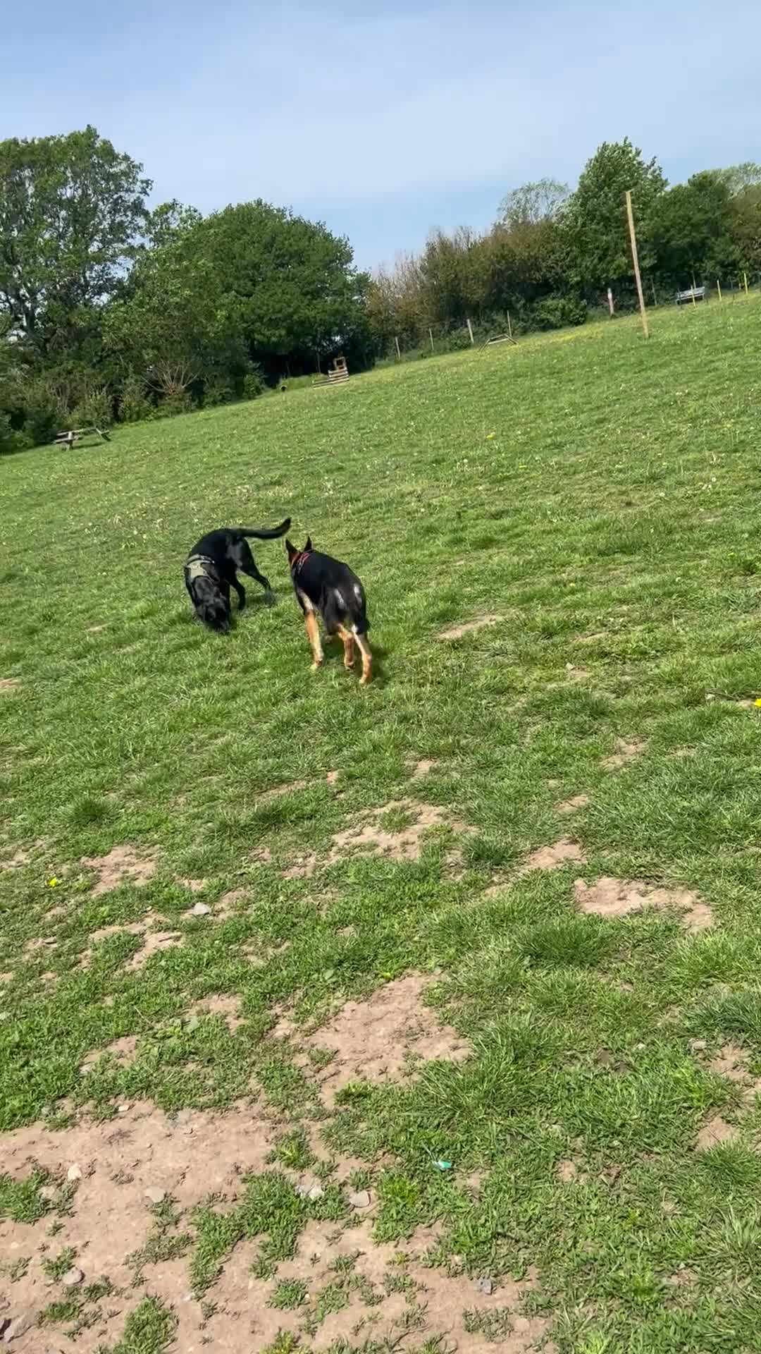 German Shepherd dogs for sale: 8 Month Straight Back German Shepard  - Video 1
