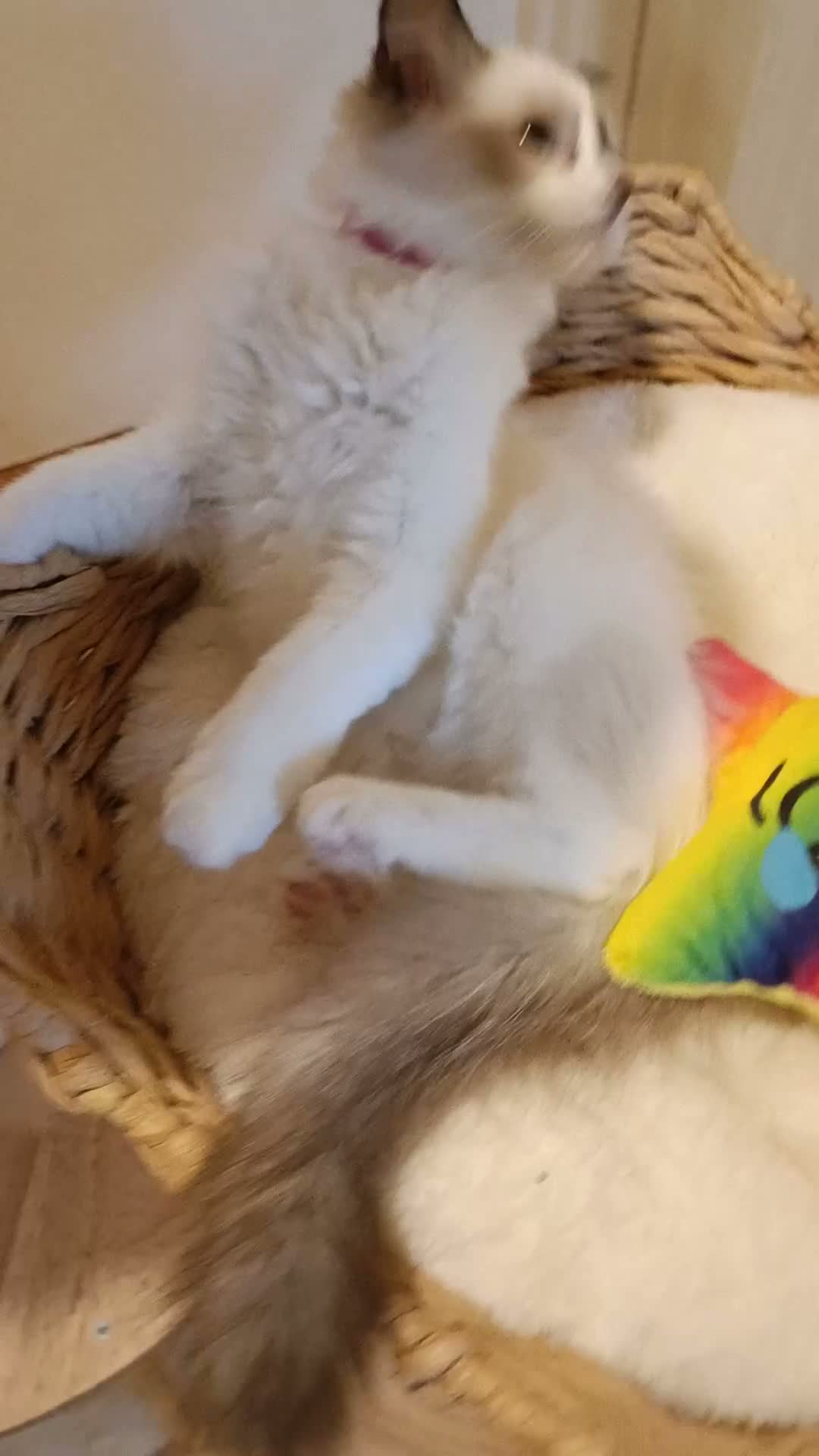 Ragdoll cats for sale: Ready active kittens Champion status Dad - Video 4