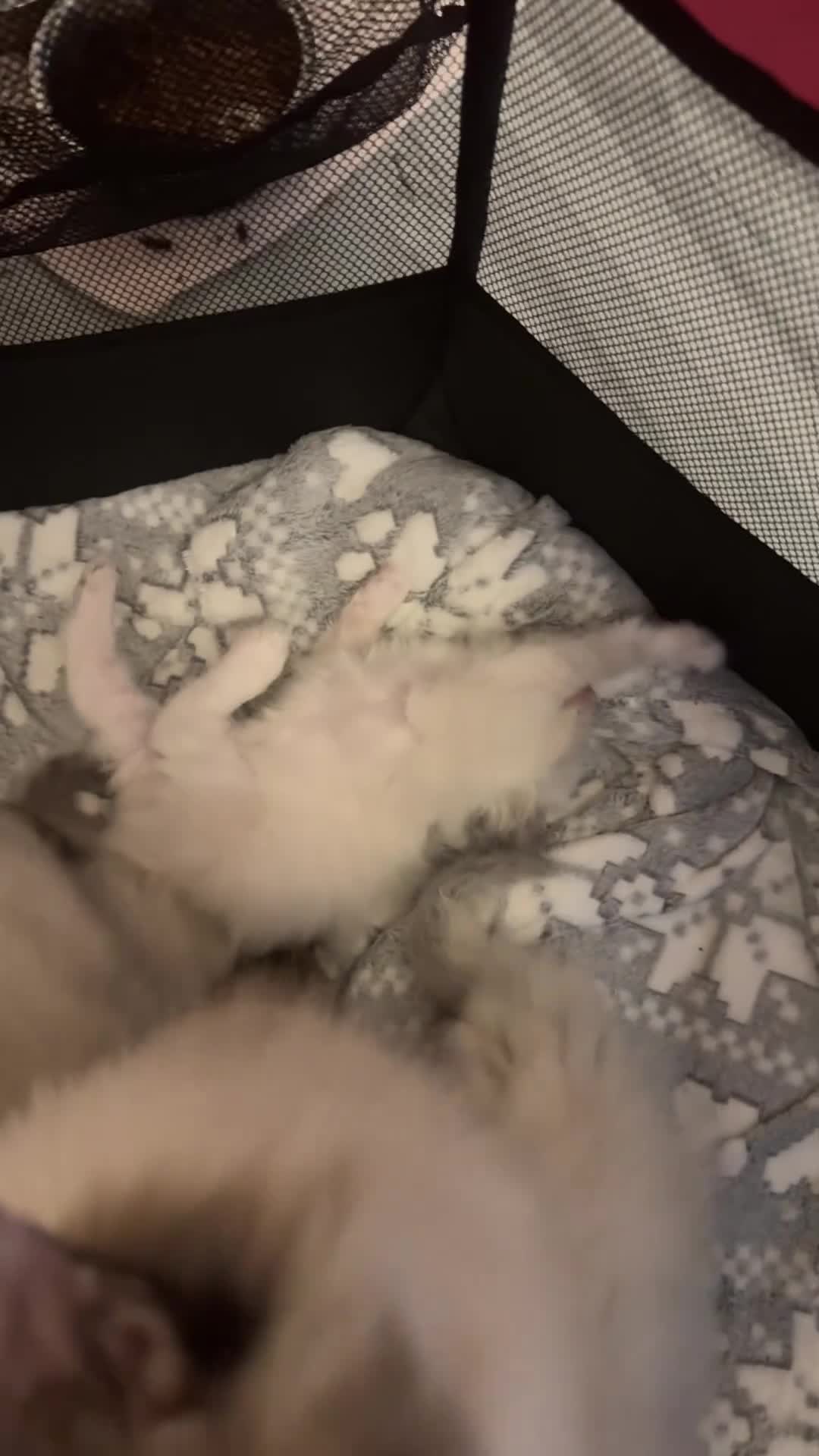 Ragdoll cats for sale: Ragdoll kittens  - Video 1