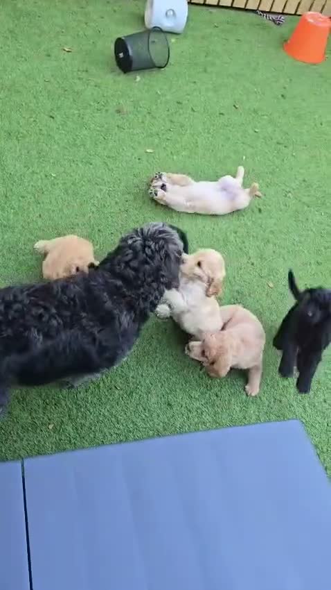 Labradoodle dogs for sale: 🐾 Beautiful Apricot Medium Labradoodle Boy 🧡 - Video 1