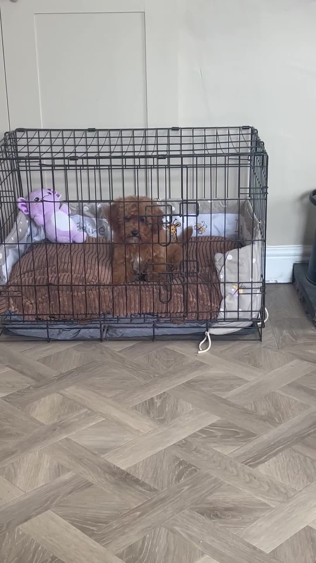 Cavapoo dogs for sale: Merlesque 5⭐️F1b curly teddy bear coats  - Video 2