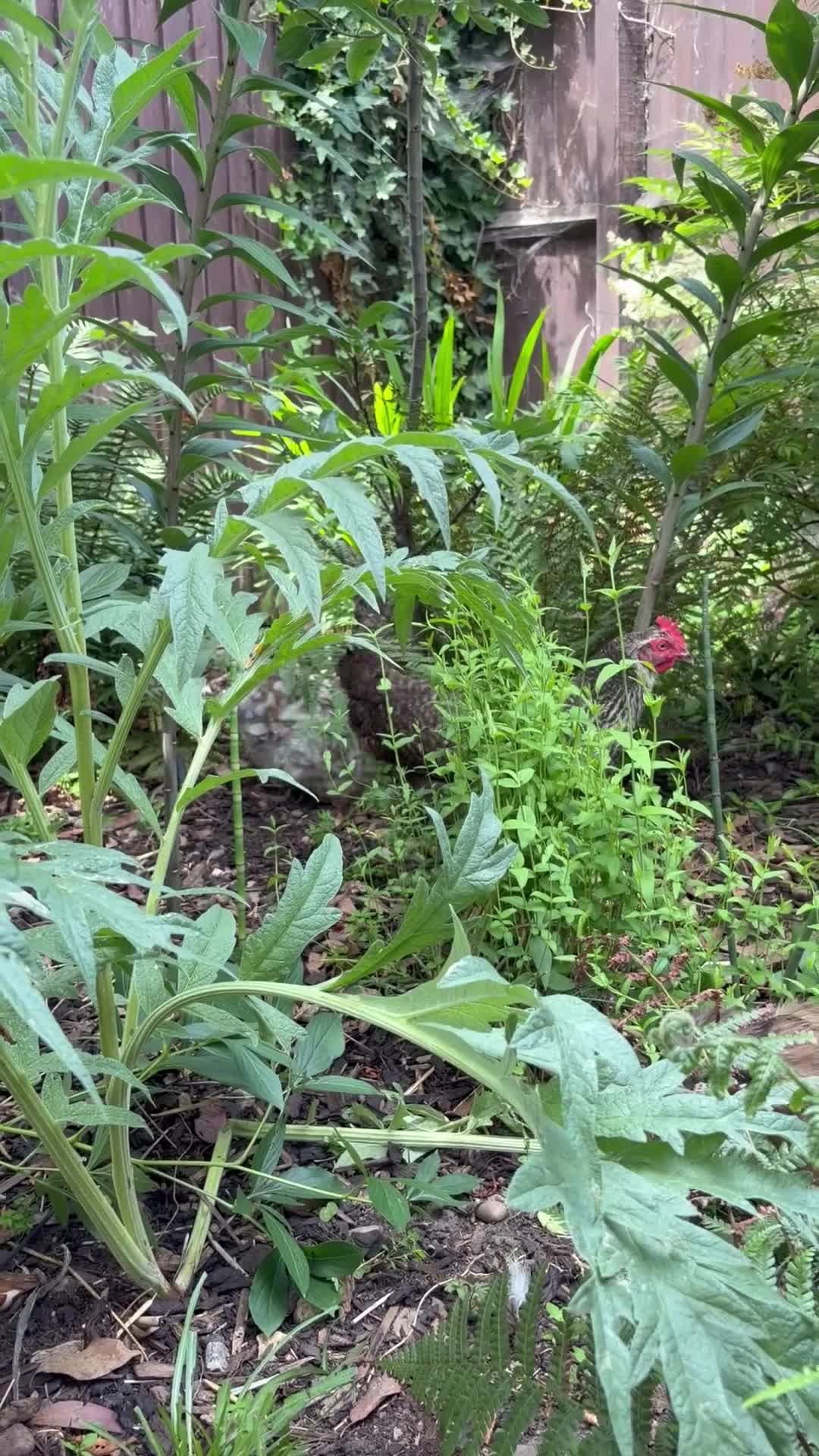 Mixed Breed poultry for sale: 7 hens  - Video 4