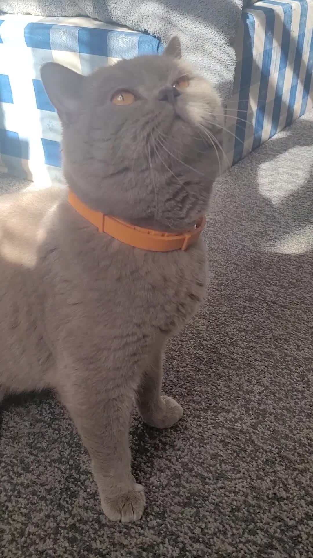 British Shorthair cats for stud: Lilac GCCF active stud Manchester  in Manchester - Video 1