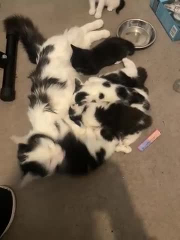 Turkish Van cats for sale: Litter of 6 kittens  - Video 1