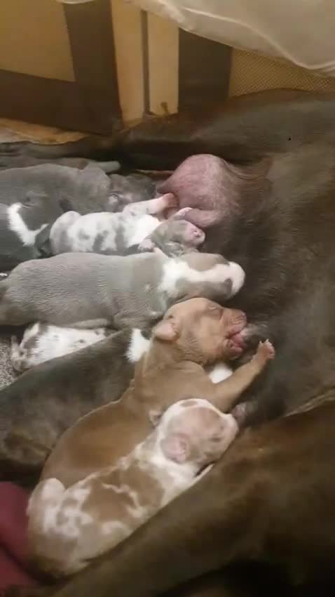 Mixed Breed dogs for sale: Bullbermans Looking for something different???  in Slough - Video 1