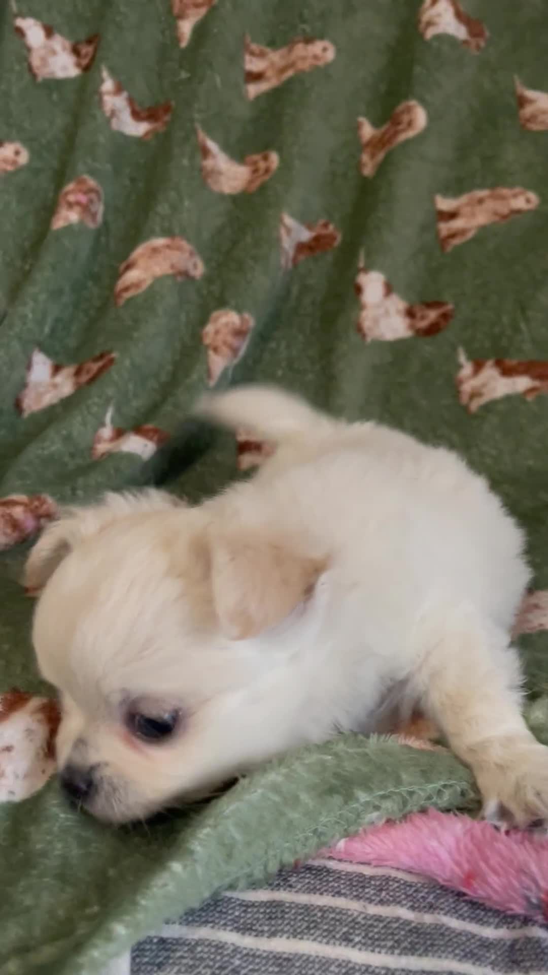 Chihuahua dogs for sale: White long coat Chihauhau Pups - Video 2