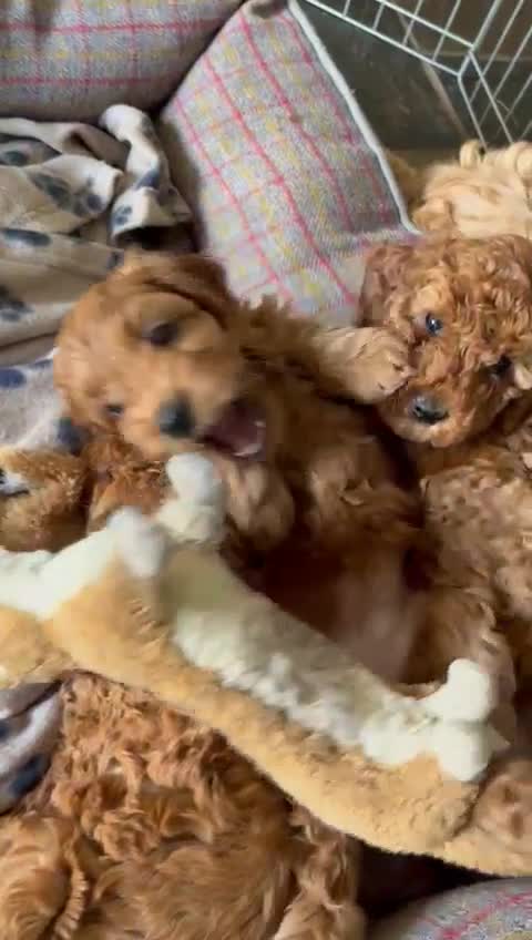 Cockapoo dogs for stud: F1 cocapoo for stud well Proven DNA clear in Bromley - Video 3