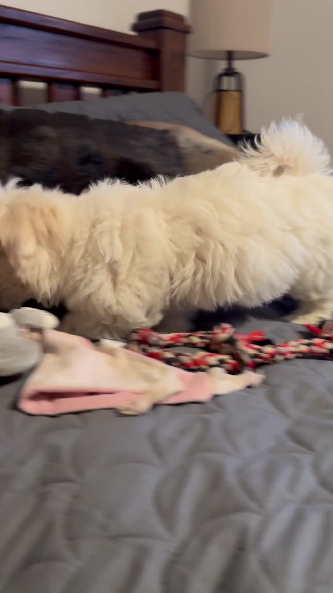 Maltese dogs for sale: Adorable Female Puppy for Sale!!! - Video 2