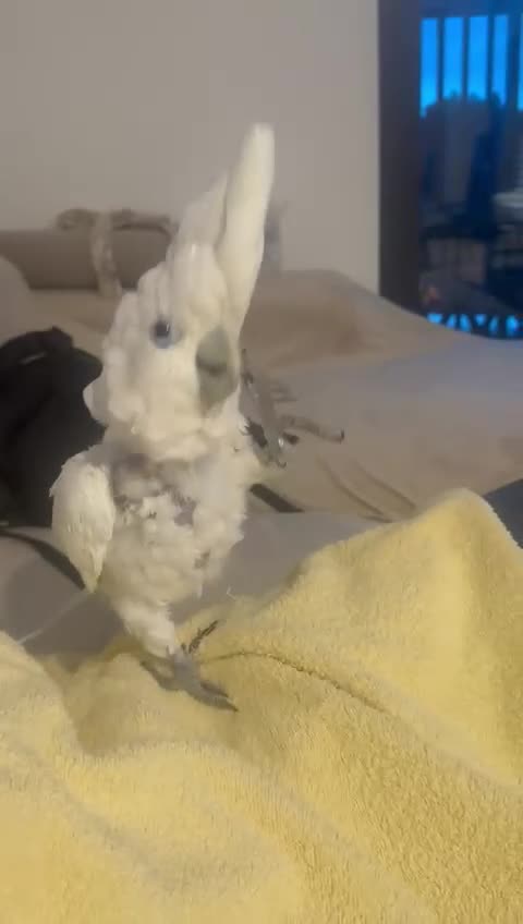 Cockatoo birds for sale: Amazing friendly parrot  - Video 1