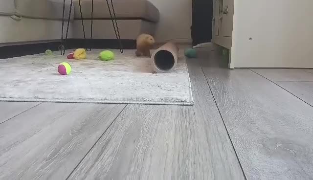 Ferret rodents for sale: 2 jills for sale 8 and 10 weeks old - Video 1