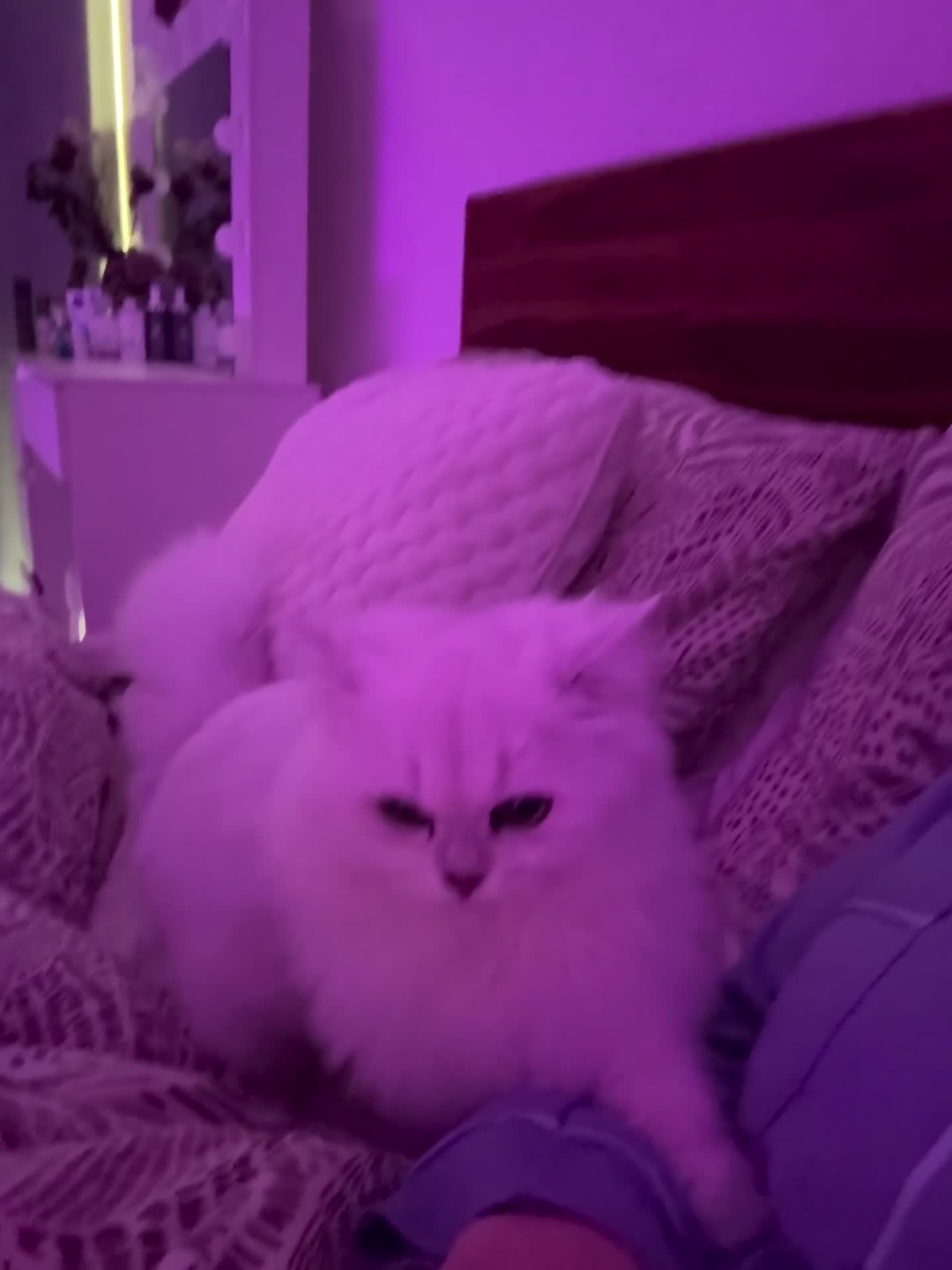 British Longhair cats for sale: Pedigree  - Video 1