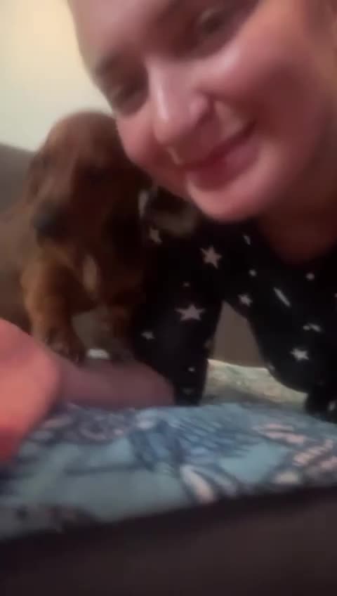 Dachshund dogs for sale: SOLD OUT! Thank you very much!!! Lovely Dachshunds - Video 2