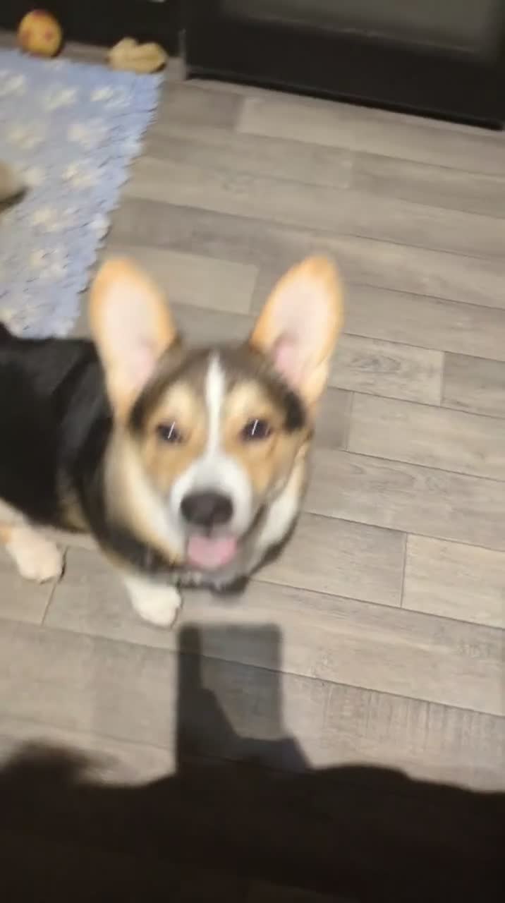 Welsh Corgi Pembroke dogs for sale: Beautiful Pembrokeshire corgi male - Video 2