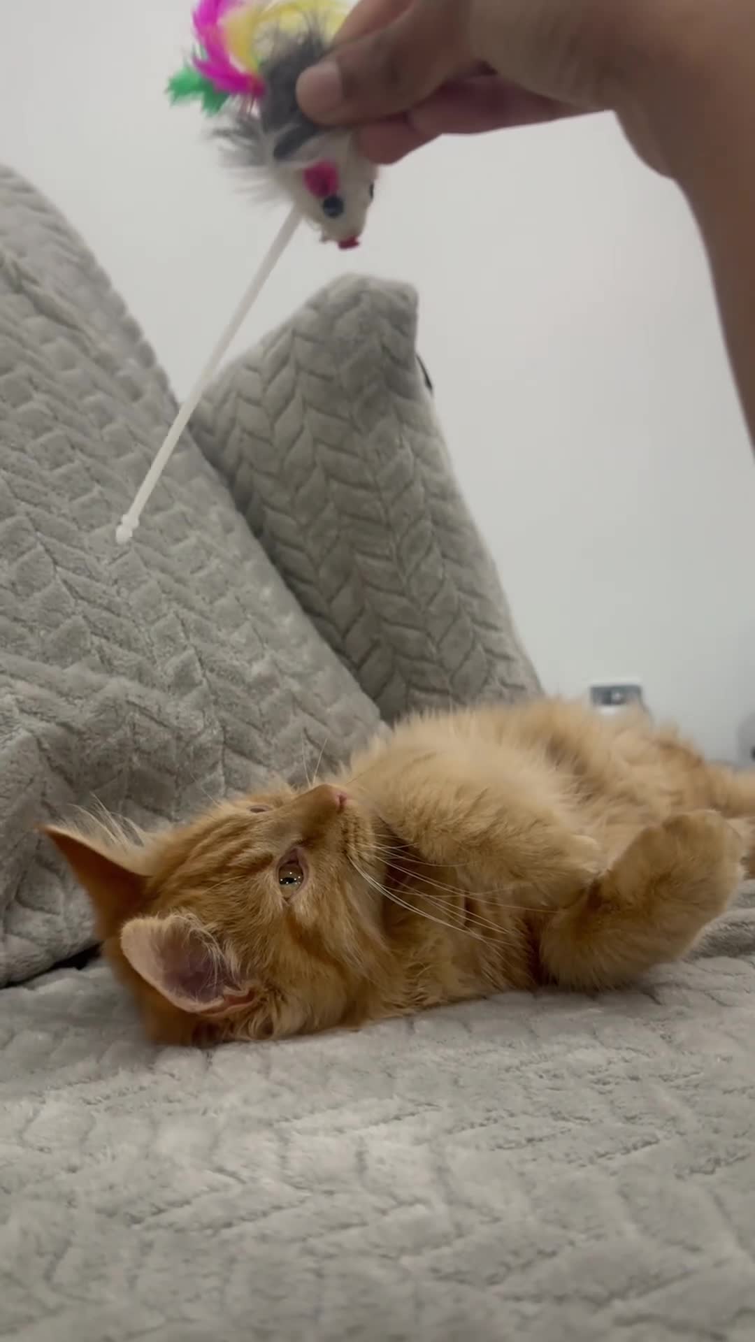 British Longhair cats for sale: Main Coon Mix Kittens for Sale - 6 months in Birmingham - Video 1