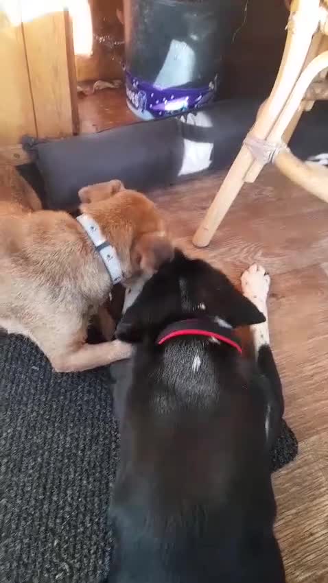 Mixed Breed dogs for adoption: NORA FOR ADOPTION IN CORNWALL/DEVON - Video 2