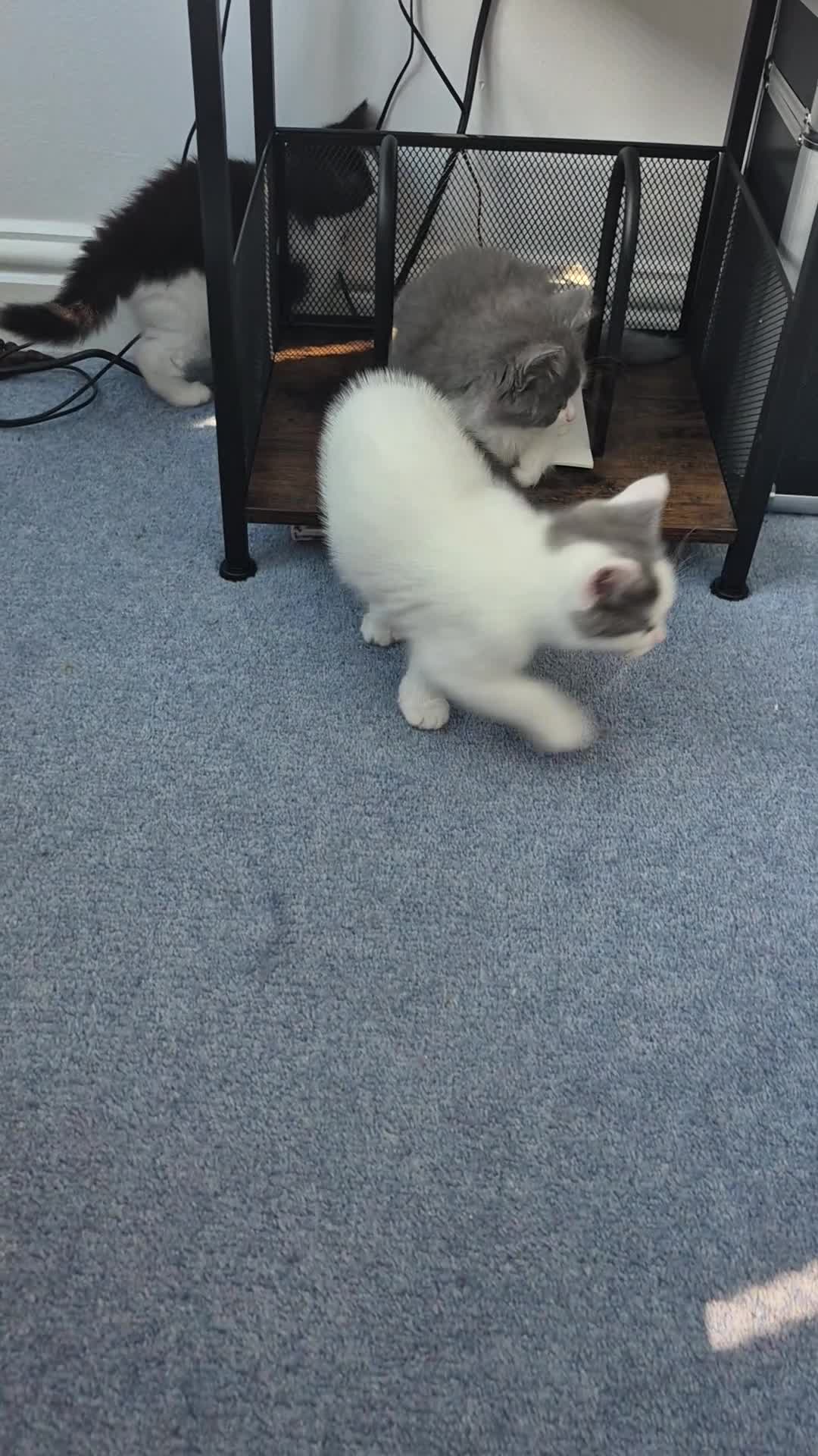 Mixed Breed cats for sale: Beautiful kittens ready for new home - Video 1
