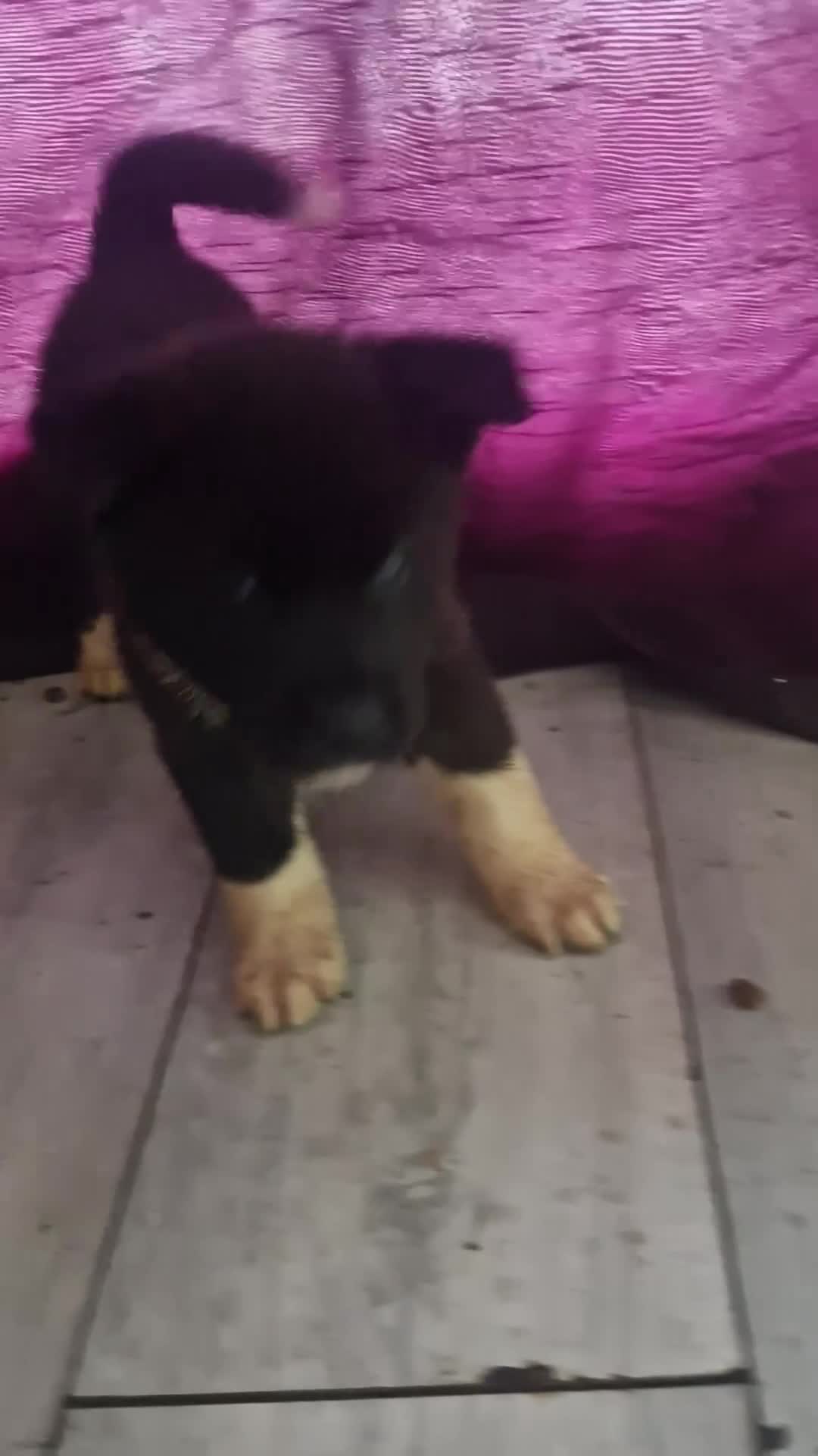 Akita dogs for sale: BEAUTIFUL  AMERICAN AKITAS - Video 1