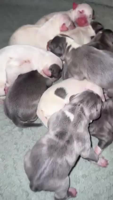 Mixed Breed dogs for sale: Beautiful mixed litter of puppies for sale - Video 1
