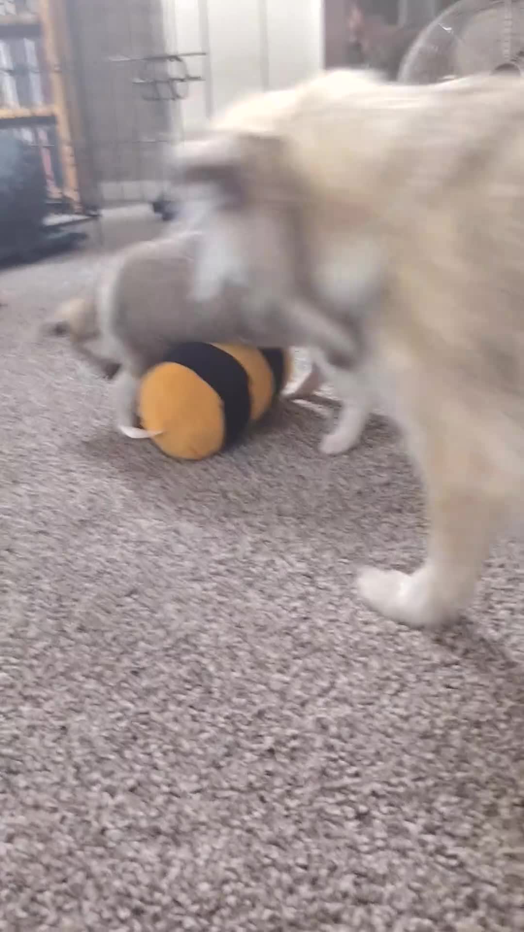 Chihuahua dogs for sale: Minii Chihuahua in Grimsby - Video 1
