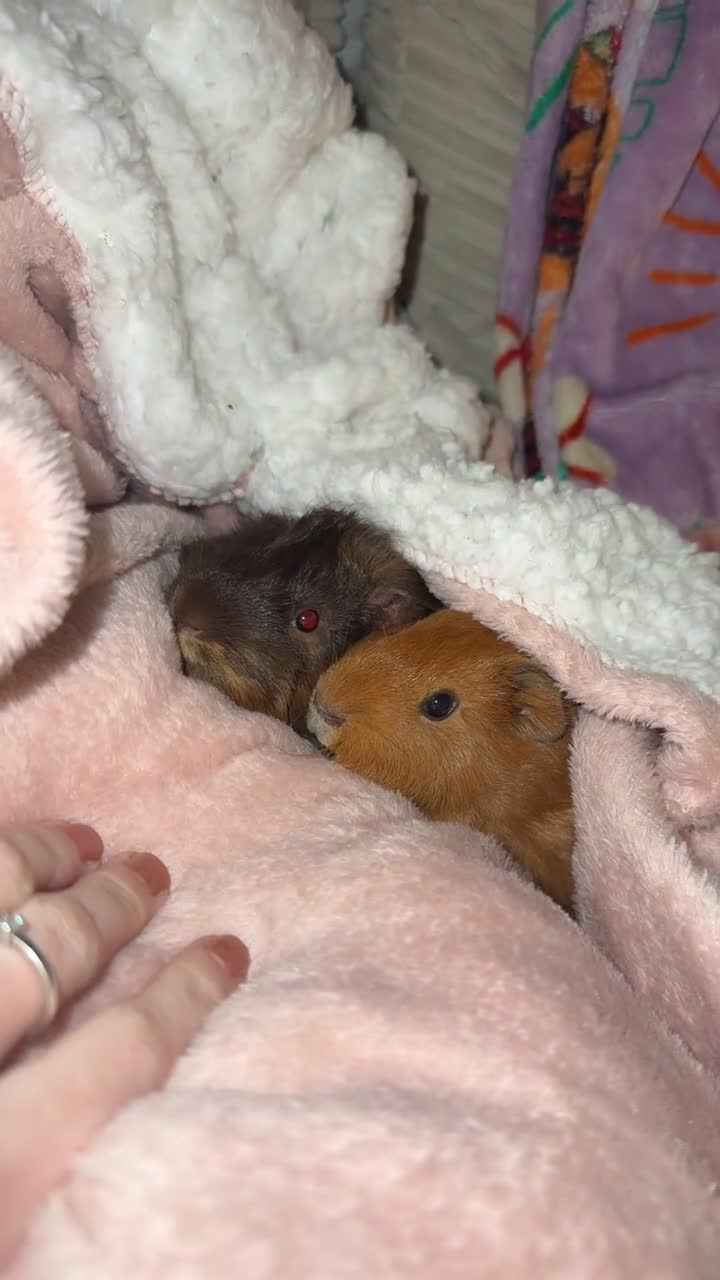 Guinea Pig rodents for sale: 2 guineapigs and cage for sale  - Video 1