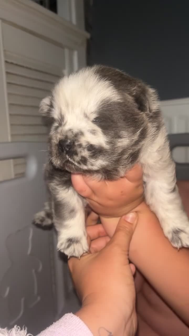 Chow Chow dogs for sale: 2 chow chow puppies  - Video 1