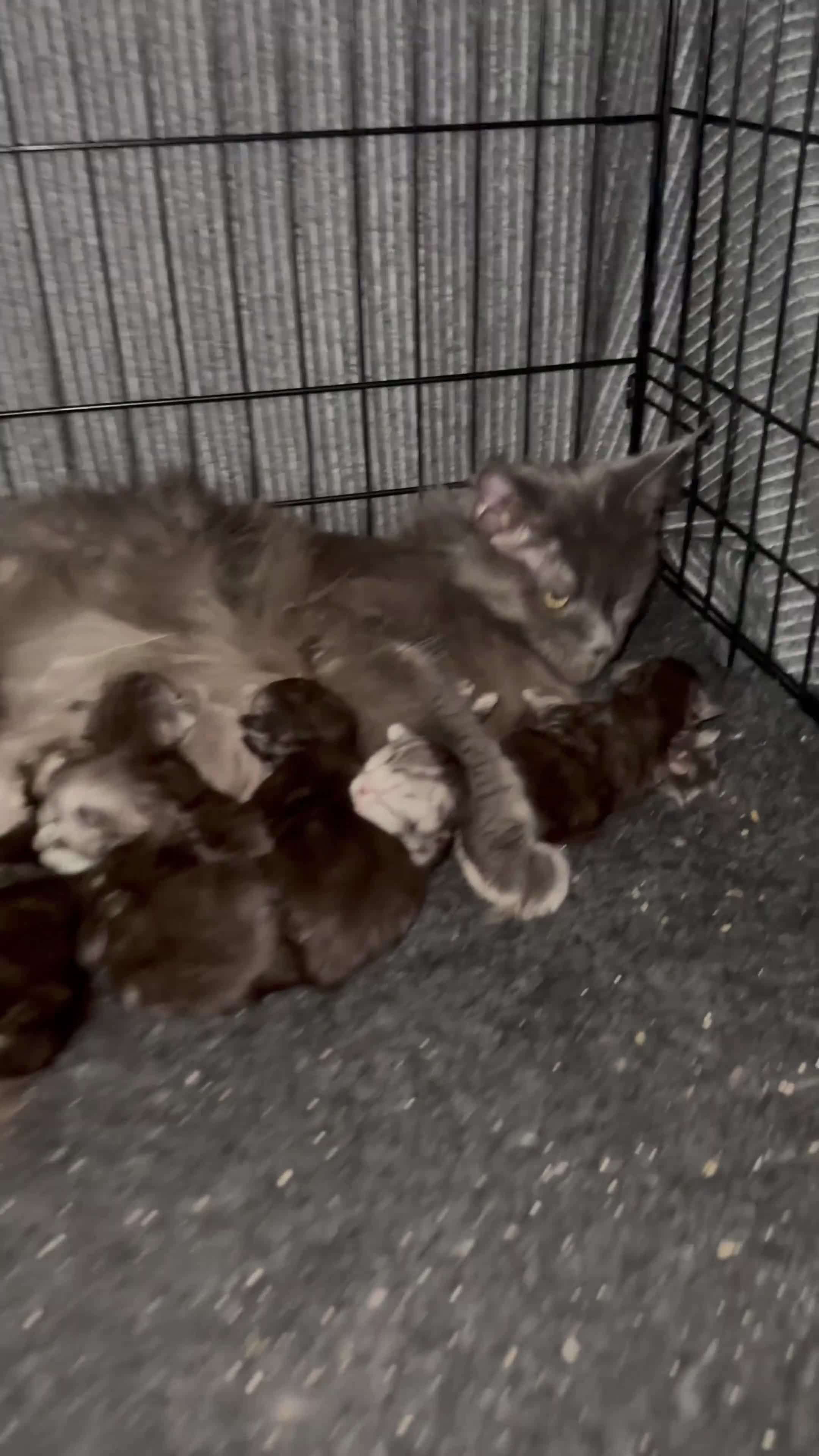Maine Coon cats for sale: XXL Maine Coons Kittens Champion Sired  - Video 1