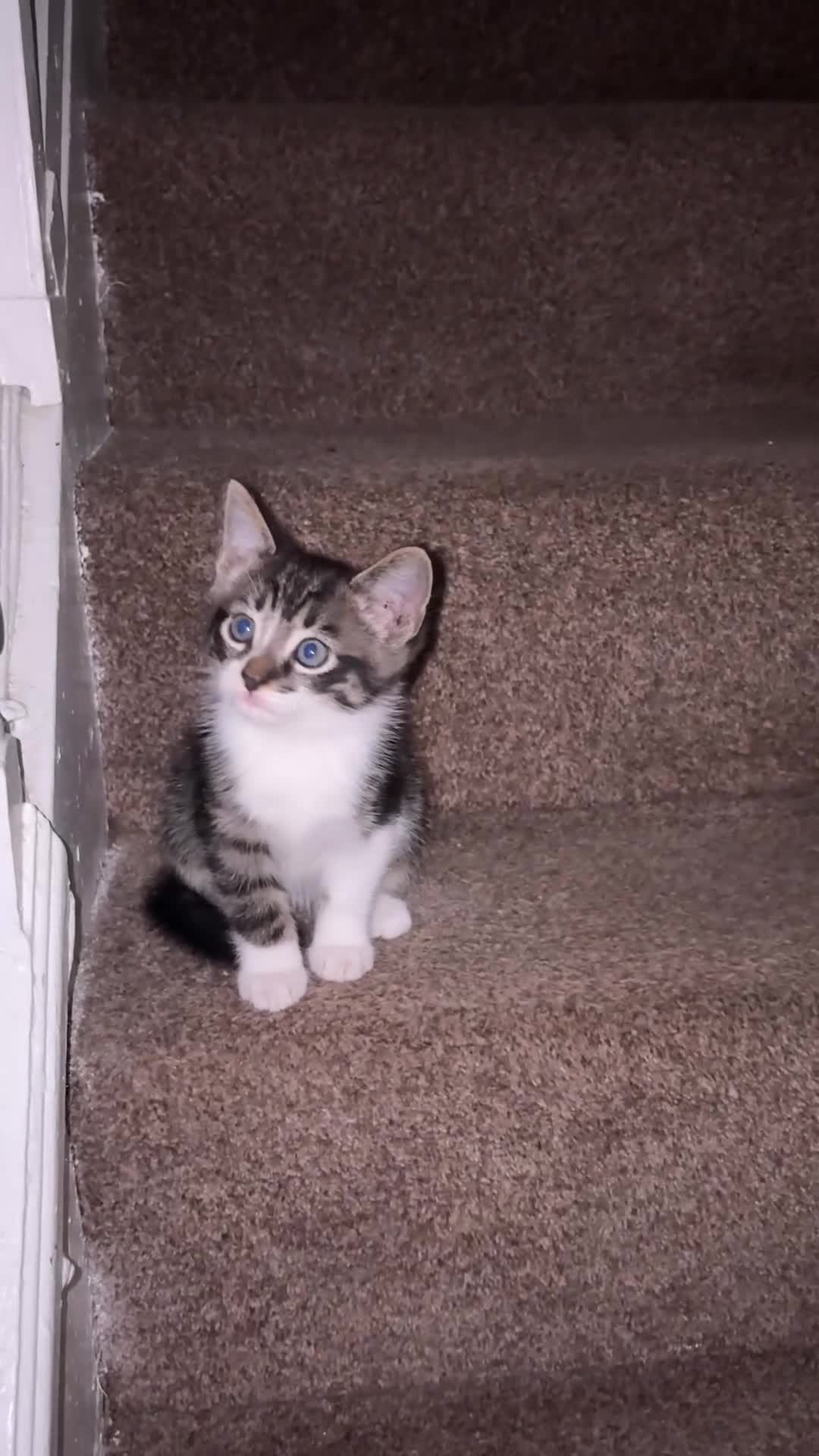 Mixed Breed cats for sale: Beautiful kitten needing forever home  - Video 1