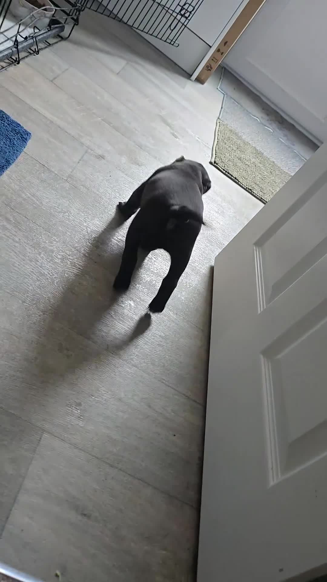 Staffordshire Bull Terrier dogs for sale: Male puppy for sale - Video 2
