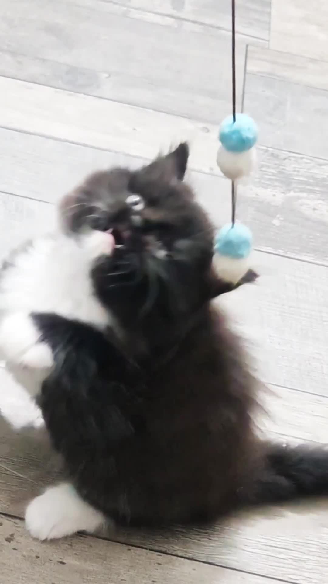 Mixed Breed cats for sale: 🐾 Adorable, persian crossed Kittens for Sale 🐾 - Video 1