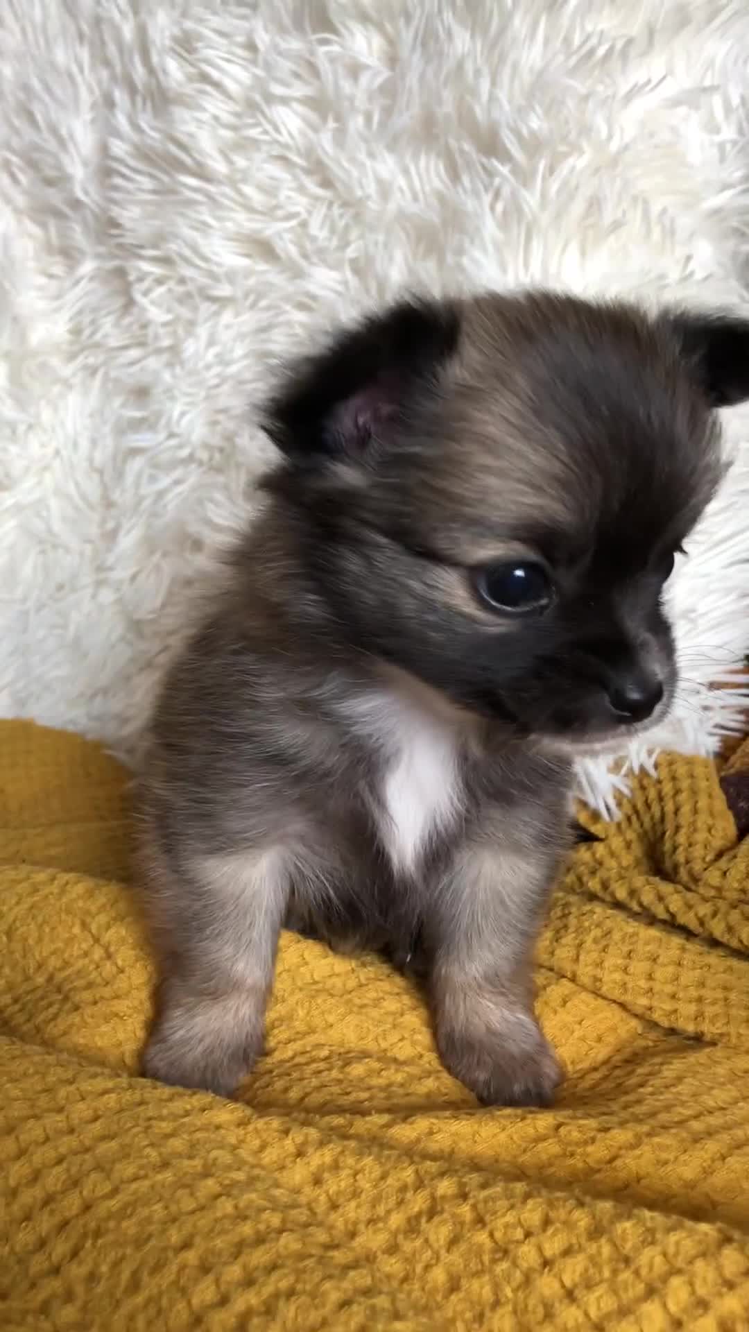 Chihuahua dogs for sale: Longhaired chihuahua puppies - Video 1