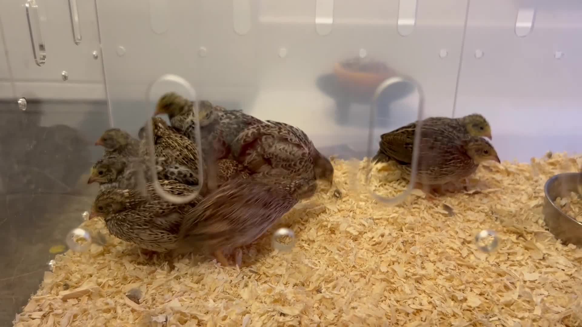Quail poultry for sale: 12 Chinese quail chicks,  - Video 1