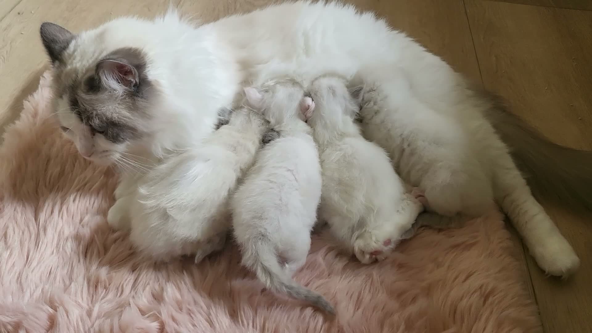 Ragdoll cats for sale: Exceptional pure bred ragdolls in Stoke-on-Trent - Video 1