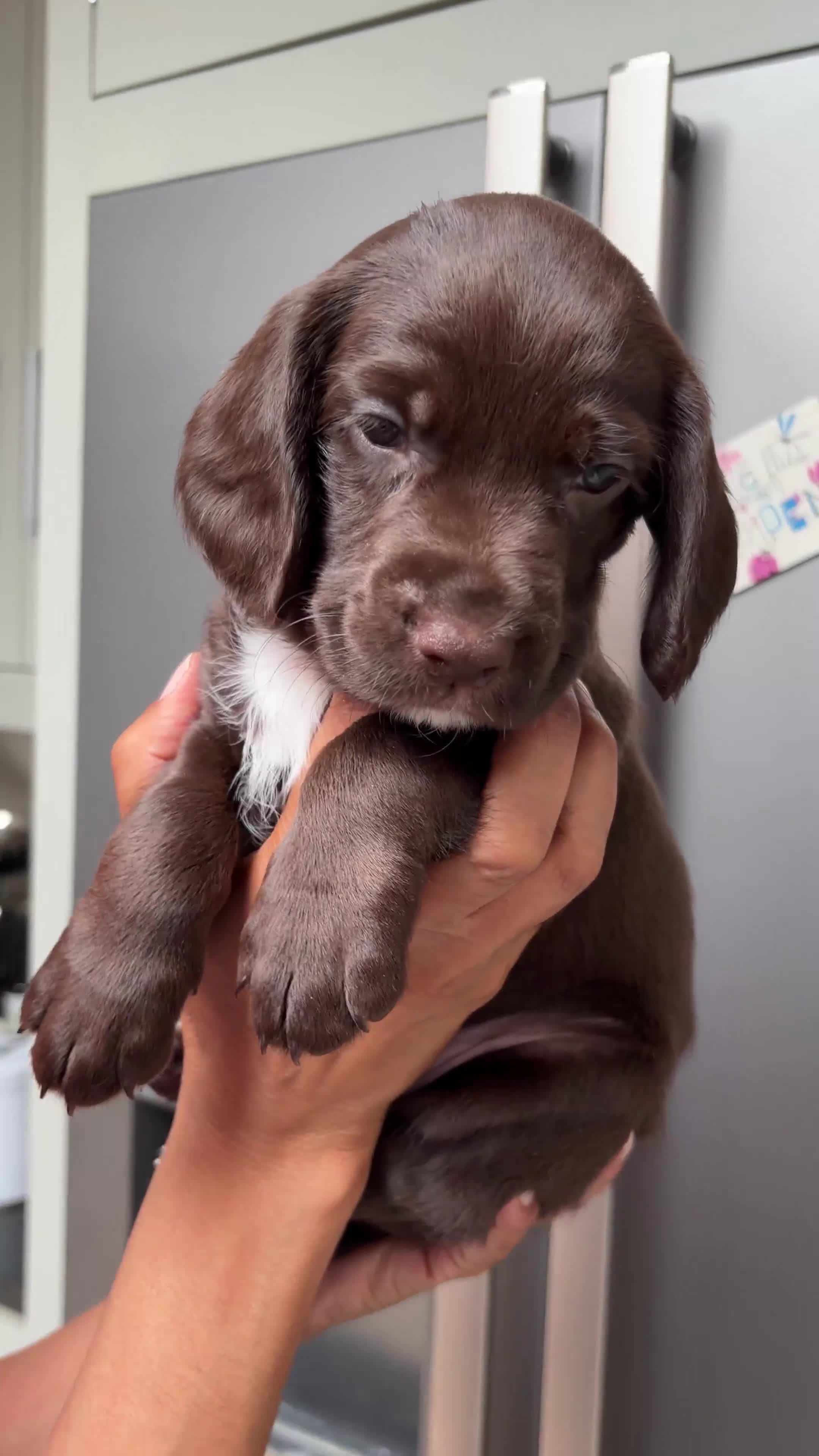 Cocker Spaniel dogs for sale: Most gorgeous Chocolate Working Cocker Spaniels - Video 1