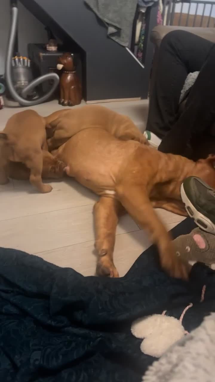 Dogue De Bordeaux dogs for sale: KC Dogue de Bordeaux Girl – Champion Bloodline - Video 2