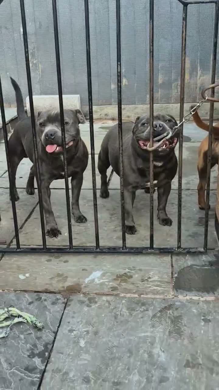 Staffordshire Bull Terrier dogs for stud: MAJESTAFFORD'S BLUE BARON - Video 2