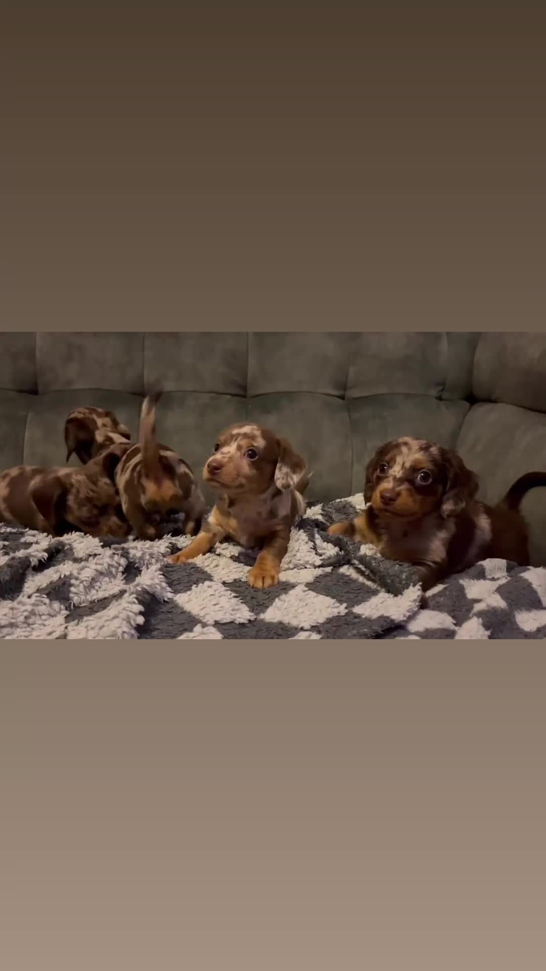 Miniature Dachshund dogs for sale: 4 beautiful miniature dachshunds  - Video 1
