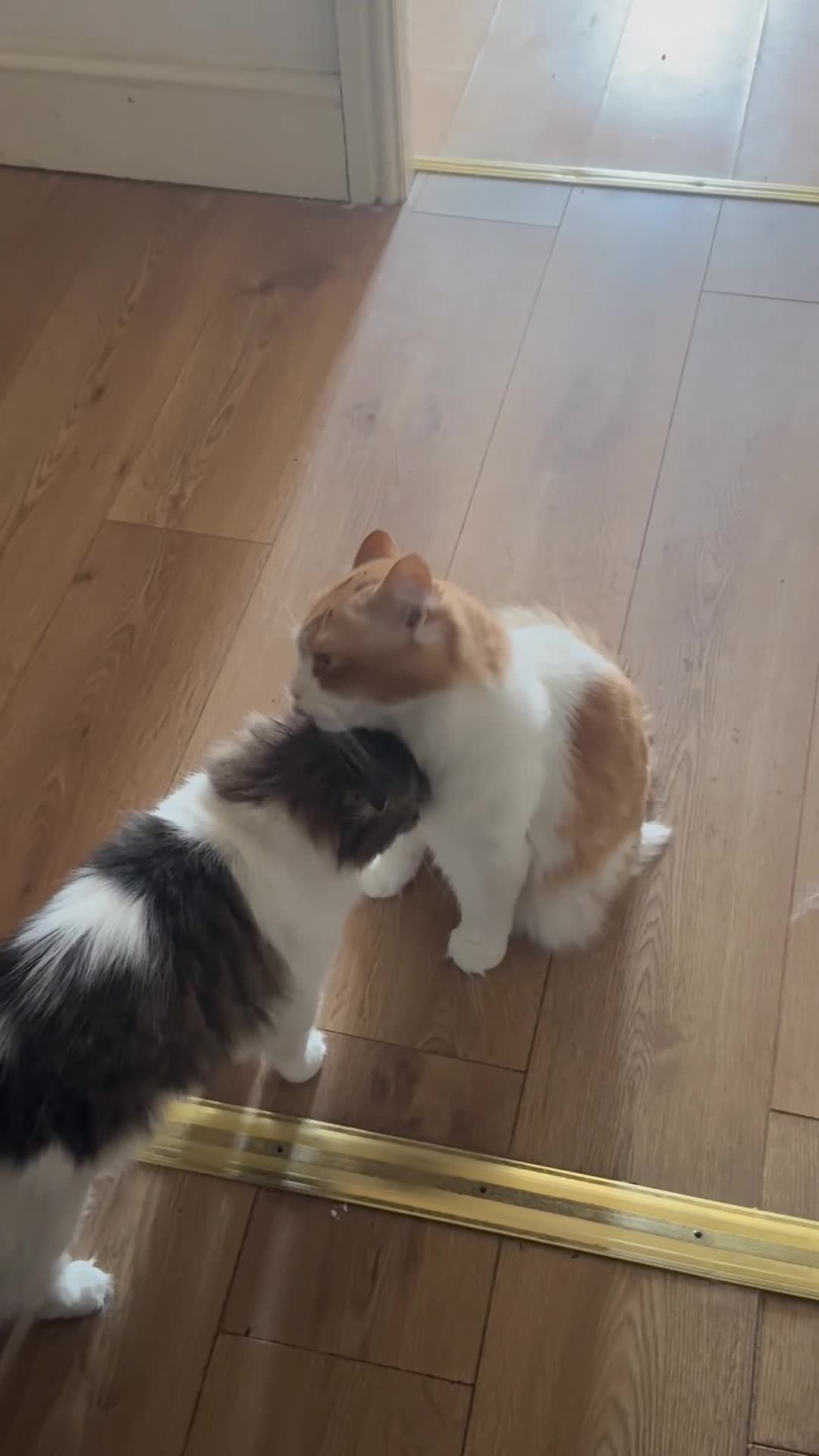 Persian cats for sale: Persian cats Male and Female - Video 1