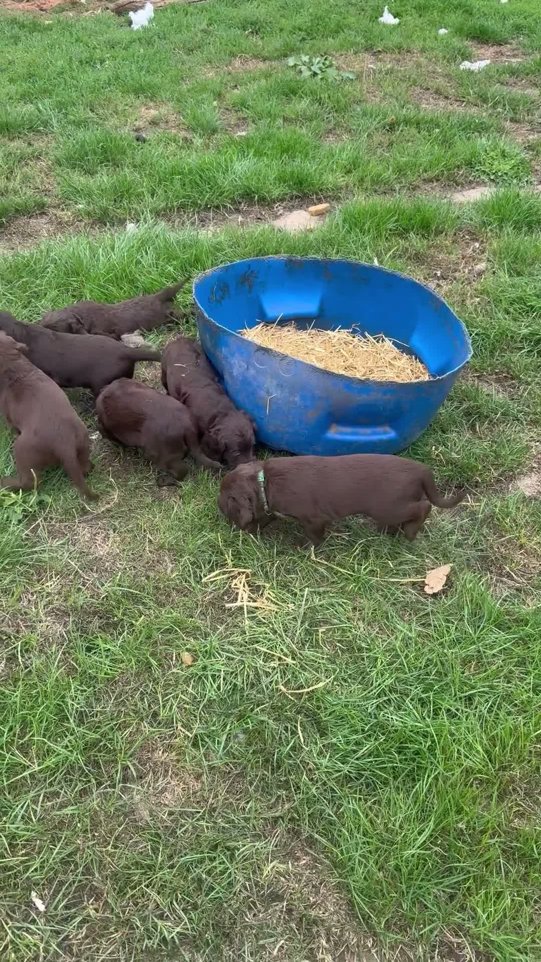 Mixed Breed dogs for sale: Sprollie/cocker  - Video 1