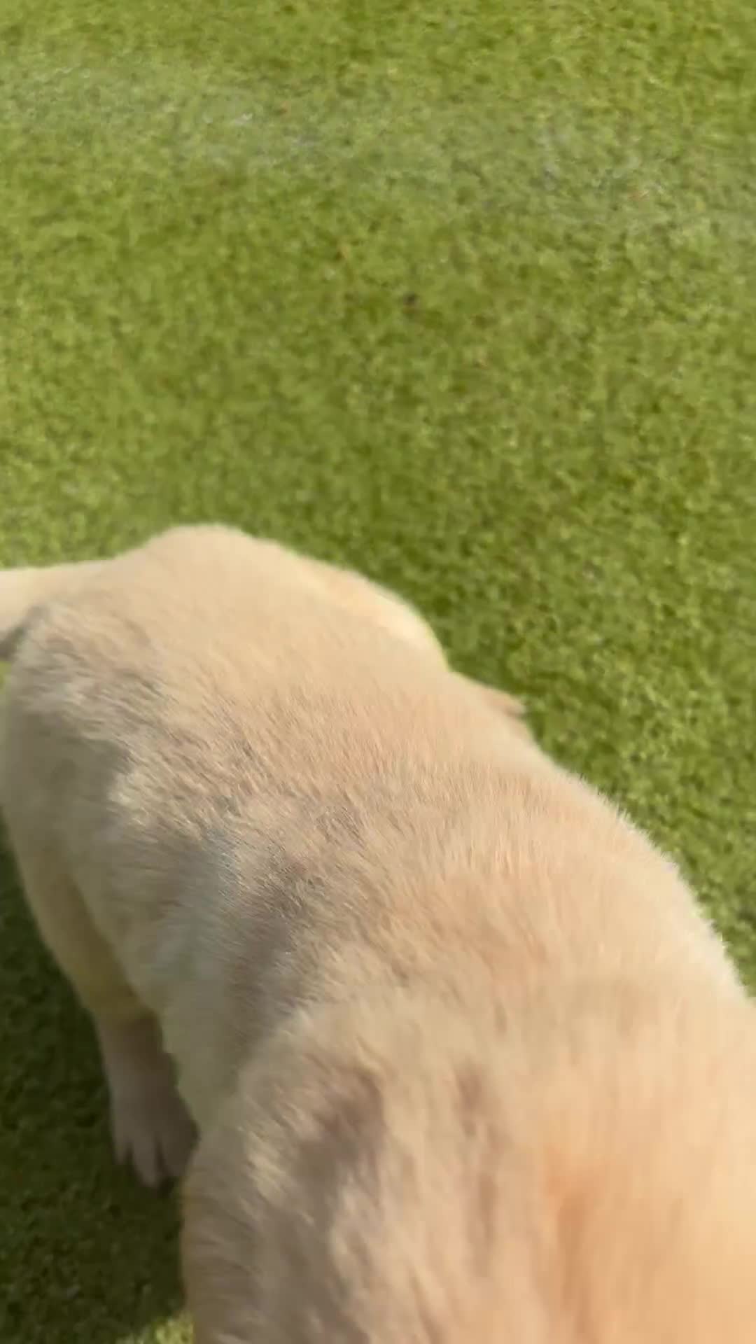 Labrador Retriever dogs for sale: Labrador puppys - Video 1