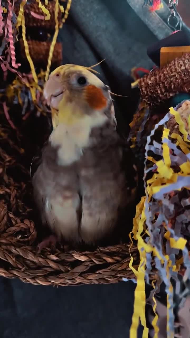 Cockatiels birds for sale: Male&female cockatiel for sale - Video 5