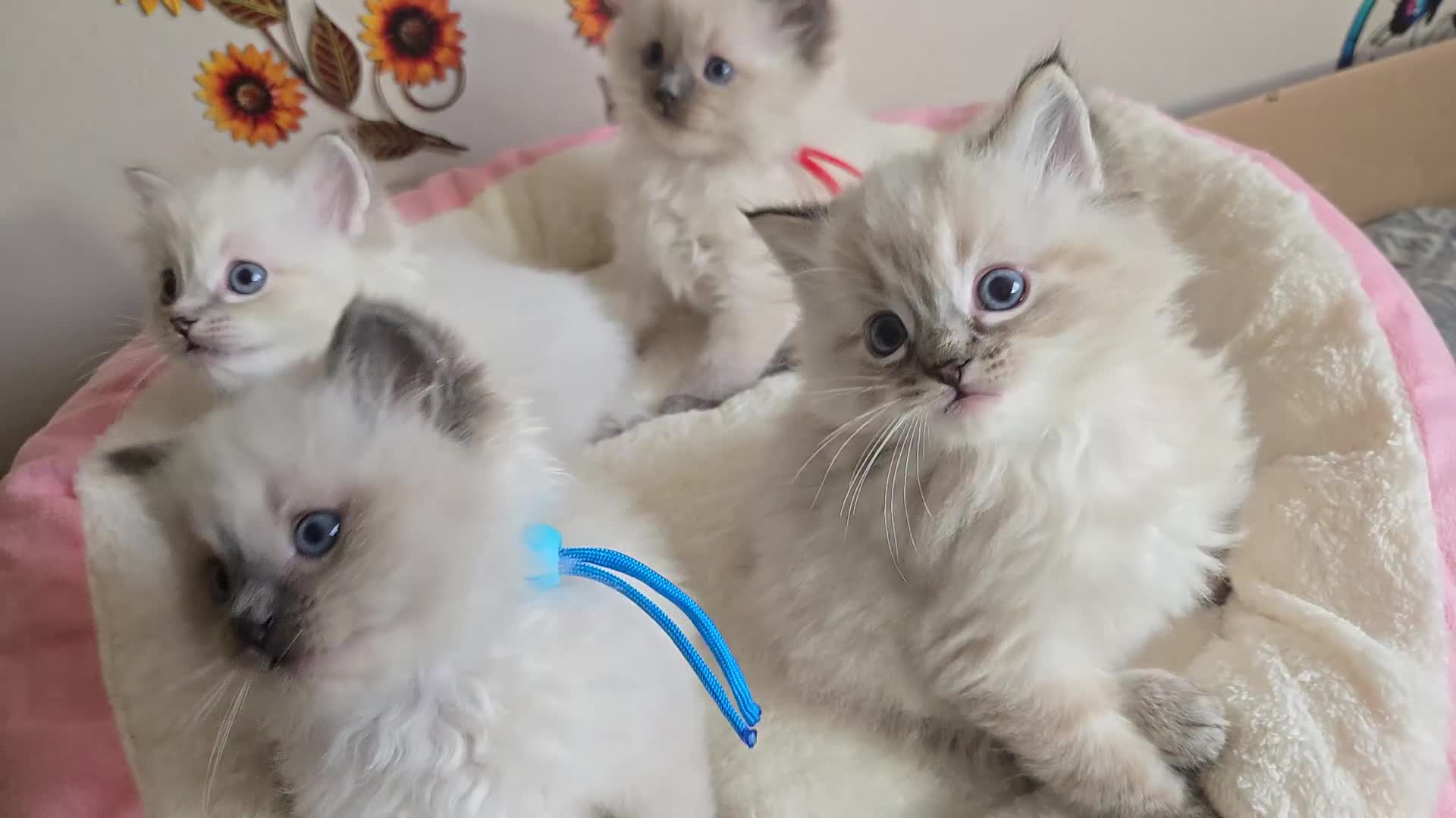 Ragdoll cats for sale: Registered male Ragdoll kittens  - Video 1