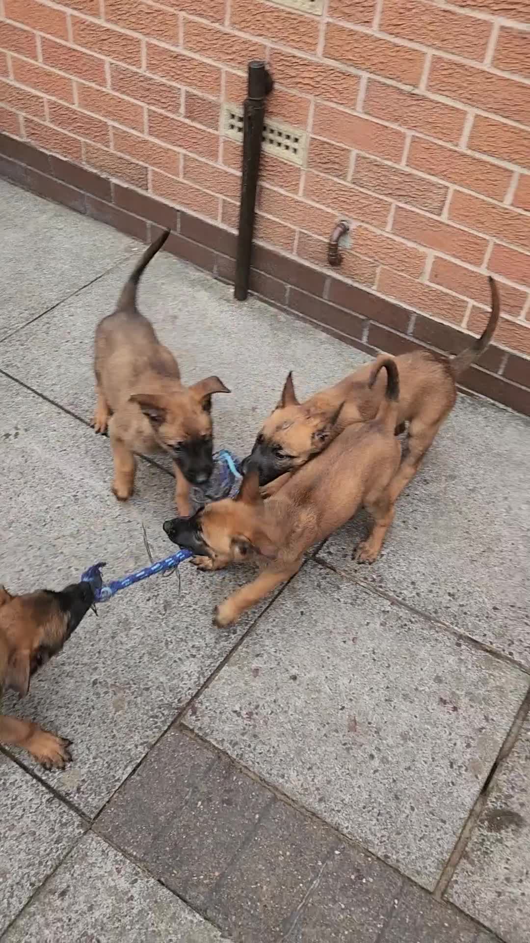 Belgian Shepherd Dog dogs for sale: Malinois x dutch herder  - Video 1
