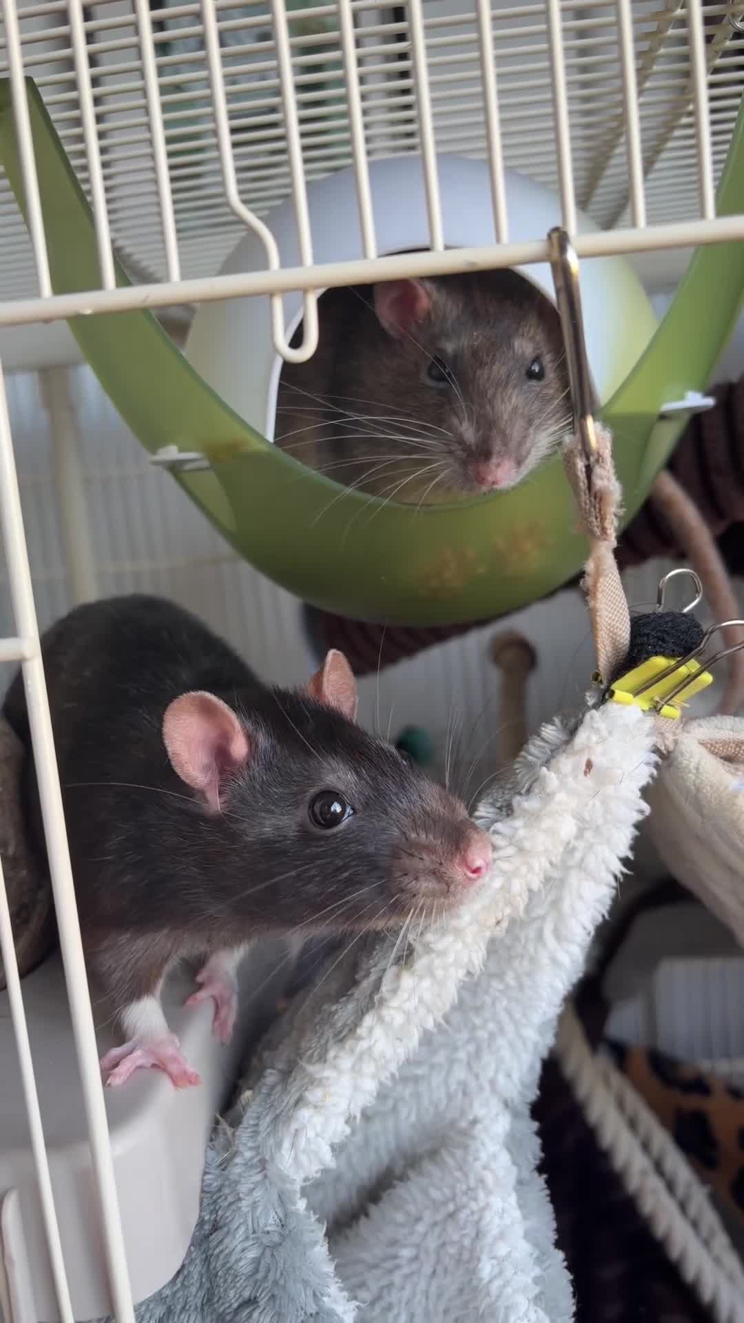 Rat rodents for sale: Rats for rehoming in Wolverhampton - Video 1