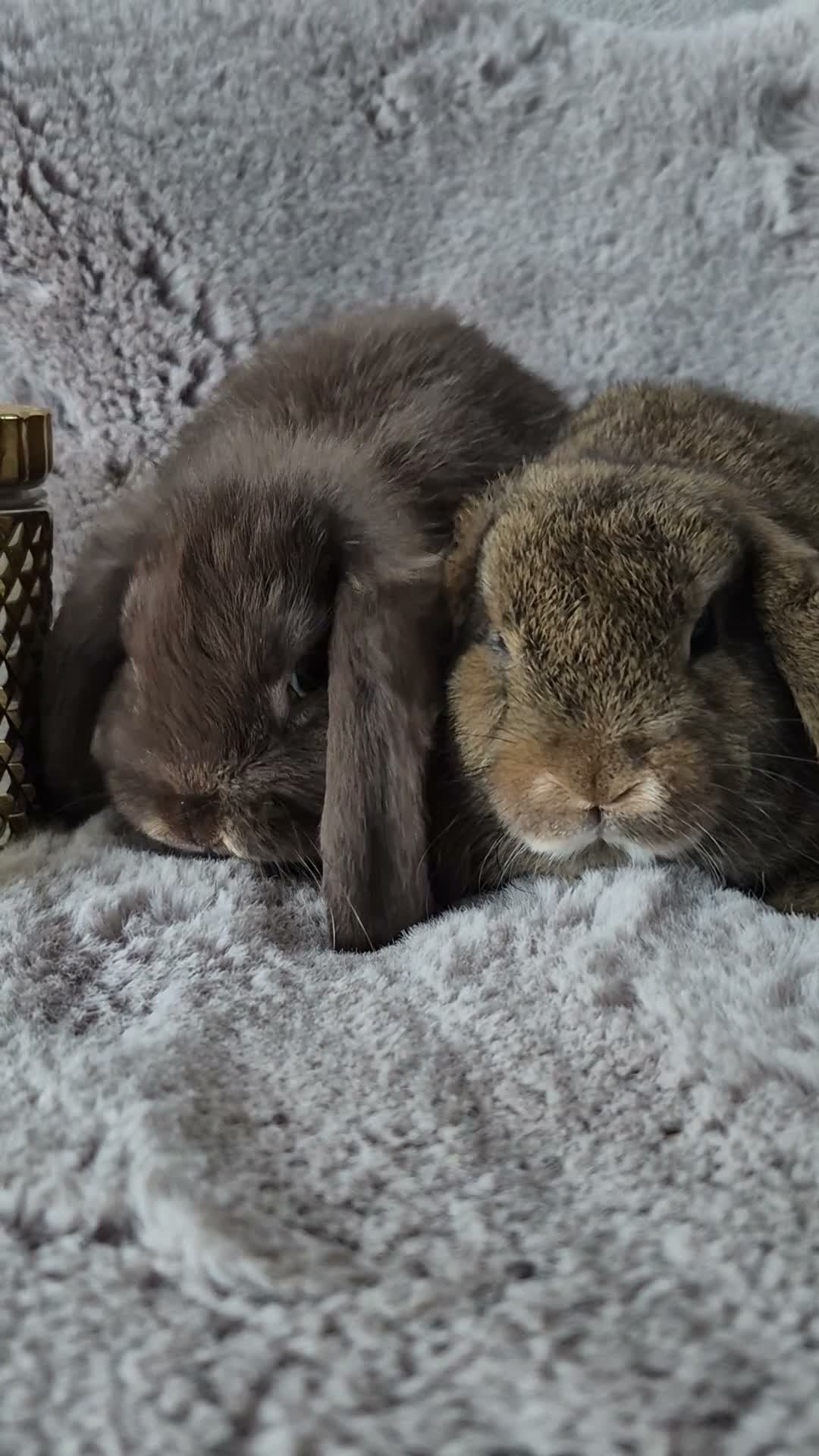 Mini Lop rabbits for sale:  Mini Lop  Only 1 boy  are left. - Video 3