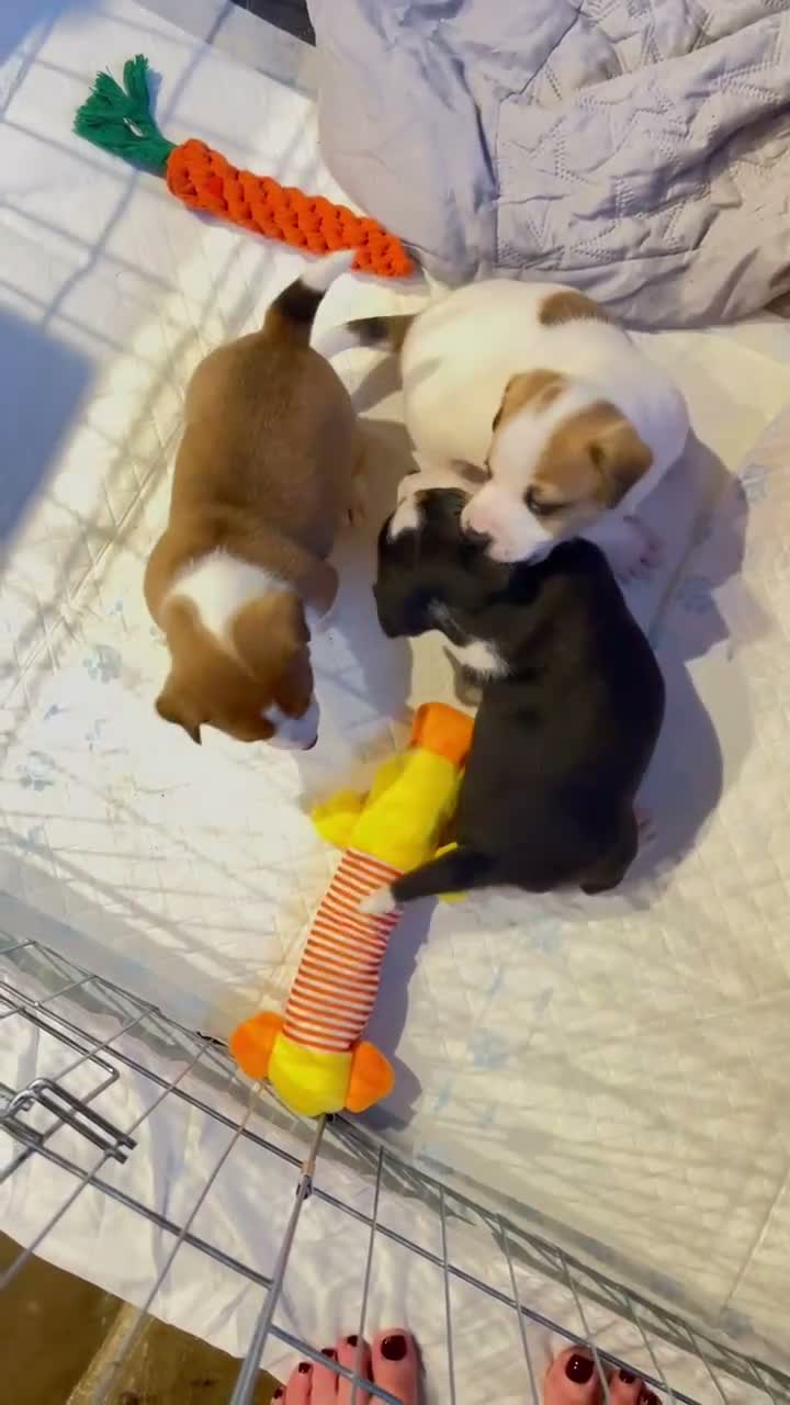 Jack Russell dogs for sale: Jack Russell  - Video 1