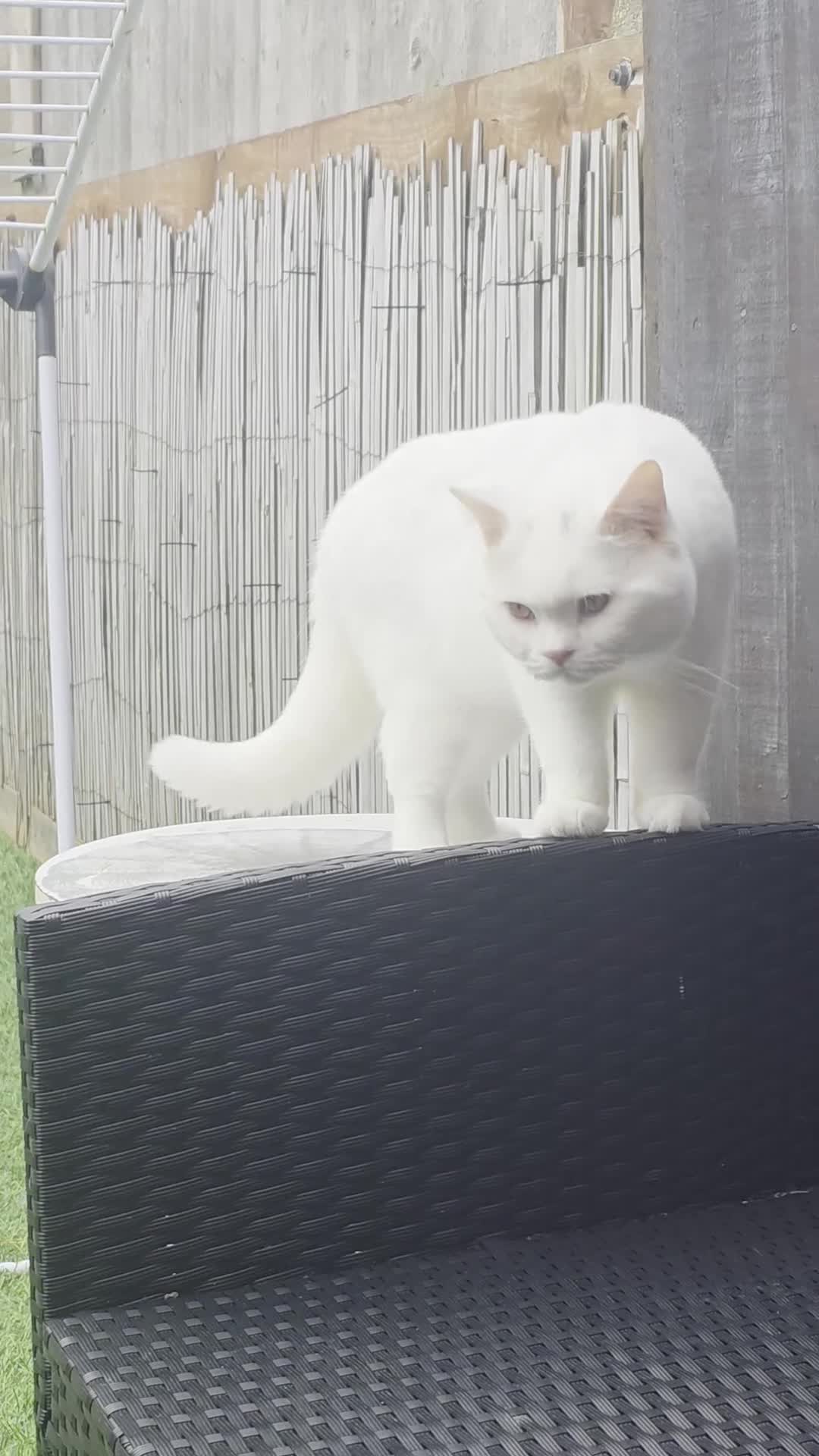 British Shorthair cats for stud: BSH White Boy GCCF registered – proven stud   - Video 2